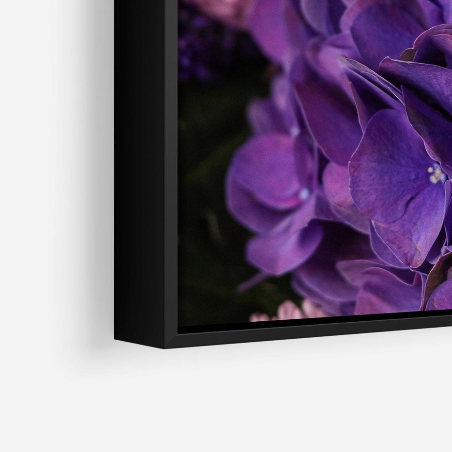Obraz w ramie 50x50 - Fioletowa hortensja - kwiaty, hortensja - rama czarna
