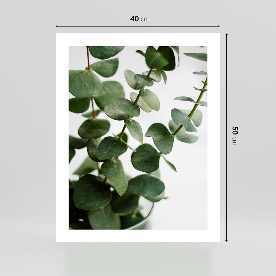 Plakat bez ramy 40x50 - Zielone eukaliptusy - eukaliptus, liście