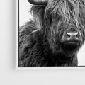 Obraz w ramie 50x50 - Moc i Spokój - amerykańskie bydło, byk - rama biała