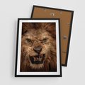Plakat w ramie 50x70 - Władca Sawanny - lew, sawanna - rama czarna