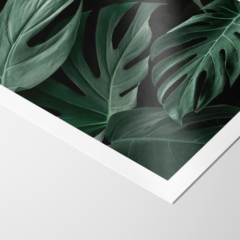 Plakat bez ramy 30x40 - Zielone Liście Monstery w Dżungli - zielone liście monstery, dżungla