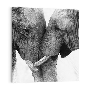 Obraz na płótnie 60x60 - Spotkanie Mądrości - fotografia czarno biała, dwa słonie