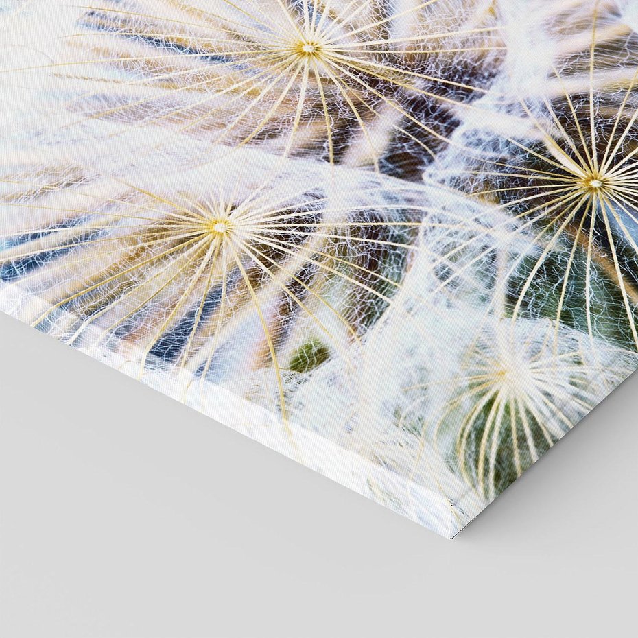 Obraz na płótnie 50x50 - marzenia w locie - dmuchawce, dmuchawiec