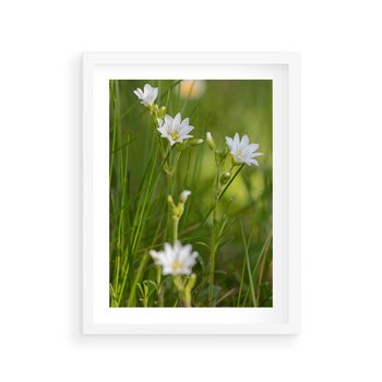 Plakat w ramie 40x50 - Kolorowa łąka - stokrotki, łąka - rama biała
