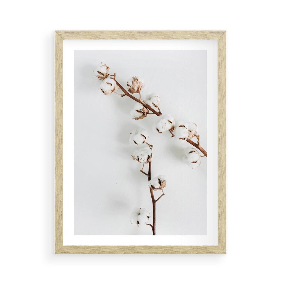 Plakat w ramie 50x70 - Gałęzie Bawełny na Białym Tle - gałęzie bawełny na białym tle, minimalizm - rama drewno