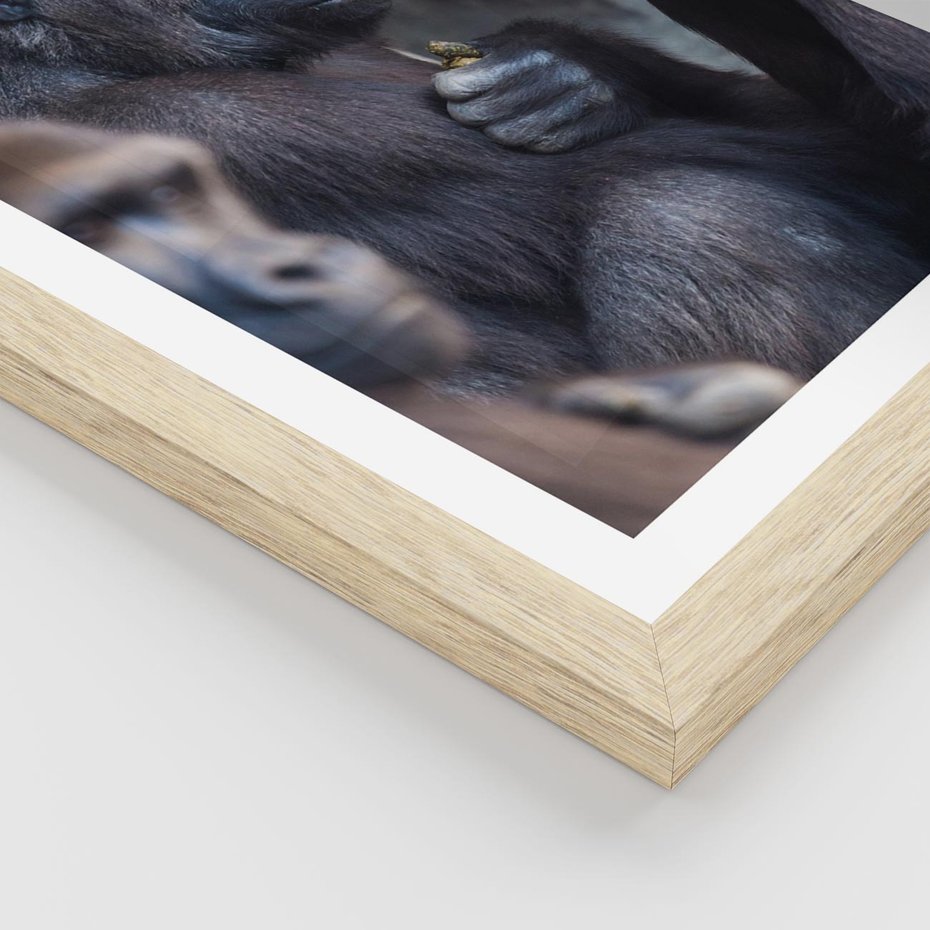 Plakat w ramie 40x50 - Małpy w ich naturalnym środowisku - małpy, szympansy - rama drewno