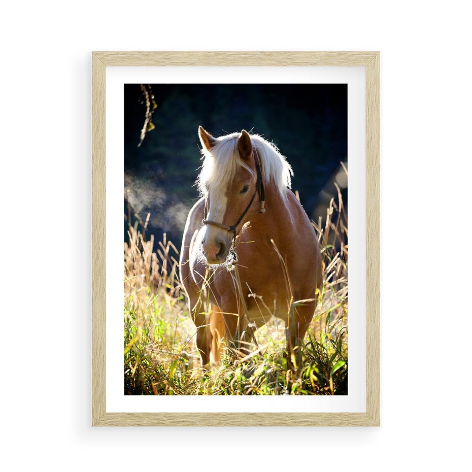Plakat w ramie 50x70 - Spotkanie konia na łące - koń, łąka - rama drewno