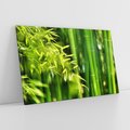 Obraz na płótnie 100x70 - Spokój bambusowego lasu SPA - bambus, drzewa