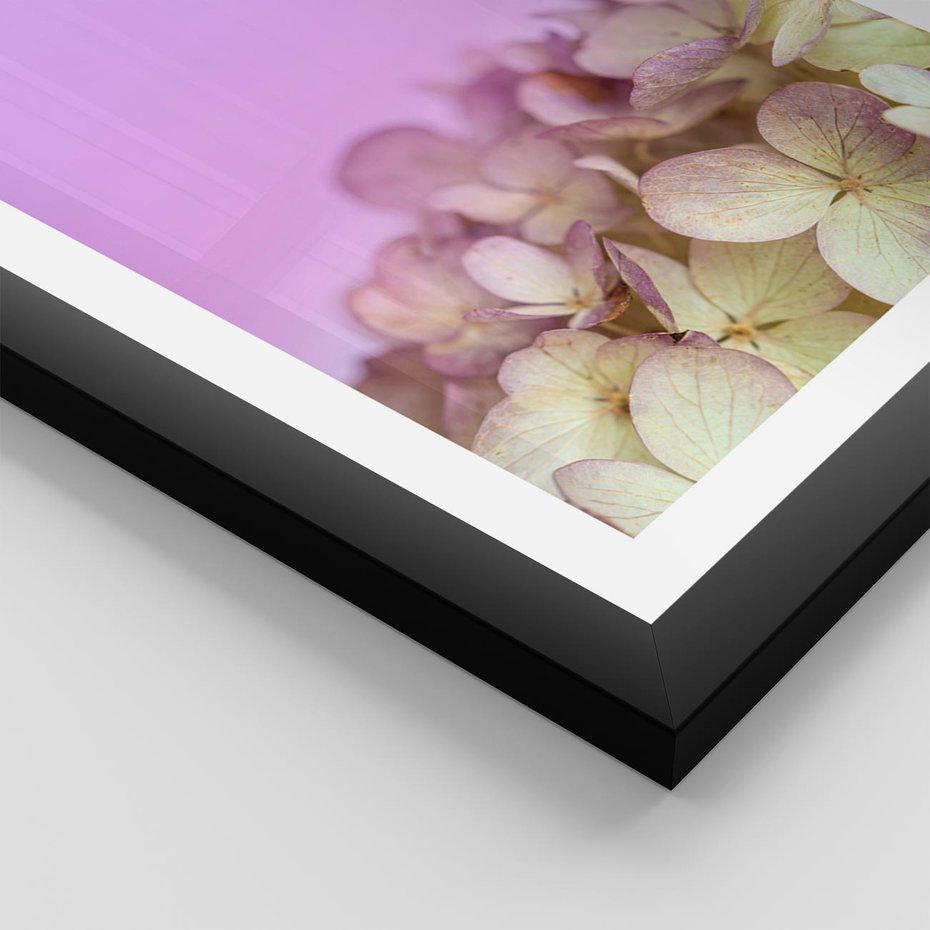 Plakat w ramie 50x70 - Kwiatowa Uroda - kwiaty, hortensje - rama czarna