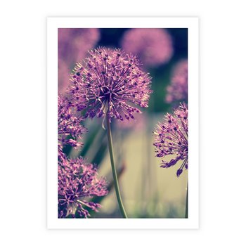 Plakat bez ramy 30x40 - Kwiatowa łąka w pełnym rozkwicie - kwiaty, łąka