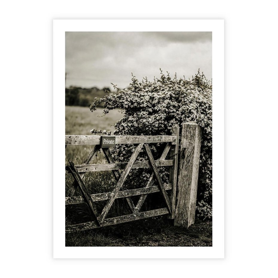 Plakat bez ramy 40x50 - Wiejski Urok: Stary Płot i Kwitnący Krzew - rustykalne zdjęcie, stary płot