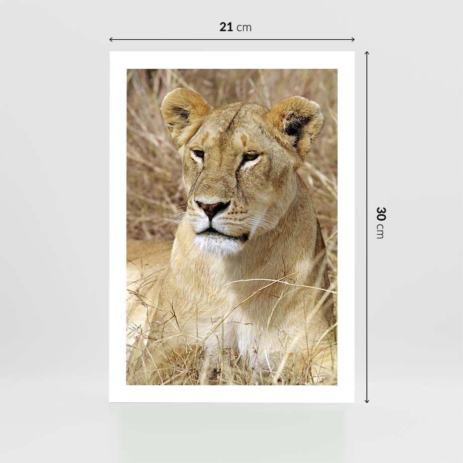 Plakat bez ramy 21x30 - Potęga lwów w Afryce - lew, lwica