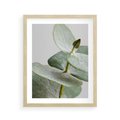 Plakat w ramie 40x50 - Eukaliptusowa zieleń - eukaliptus, zielone - rama drewno