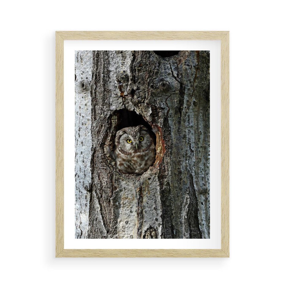 Plakat w ramie 50x70 - Tajemniczy W świecie Nocy - sowa, dziupla - rama drewno