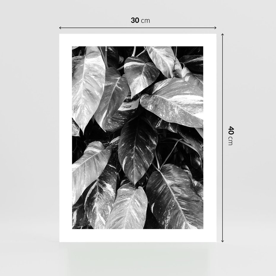Plakat bez ramy 30x40 - Liście w Czarno-Białej Fotografii - liście, roślina
