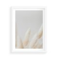 Plakat w ramie 50x70 - Biały Spokój - białe trawy, suche trawy pampas - rama biała