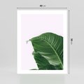 Plakat bez ramy 40x50 - Zielone liście monstery - liście, monstera