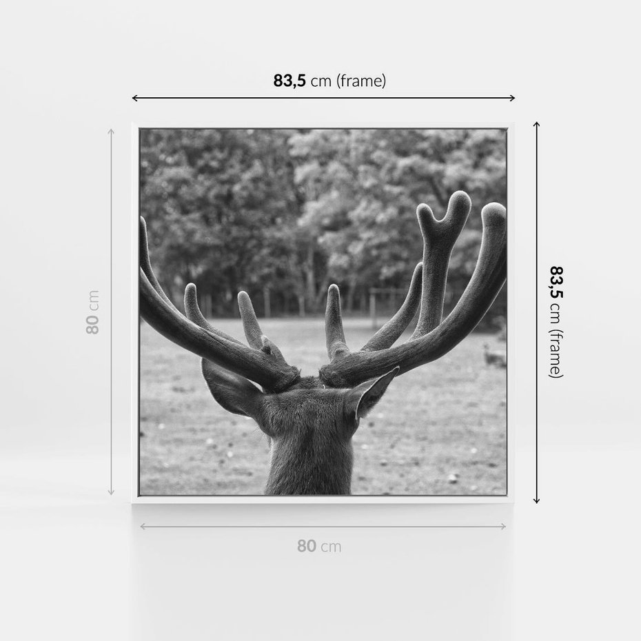 Obraz w ramie 80x80 - Przygubione motyle marzeń - fotografia czarno biała, młody jeleń w zagrodzie - rama biała