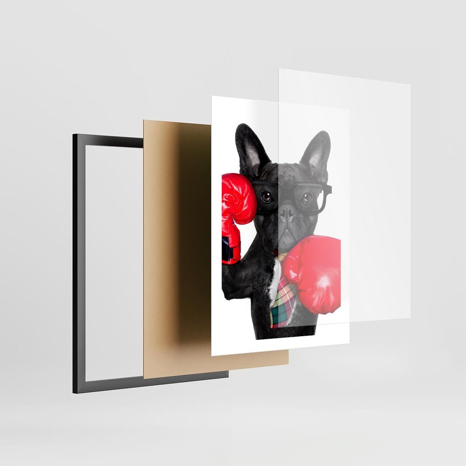 Plakat w ramie 50x70 - Boksujący mops - pies - boks, mops - rama czarna