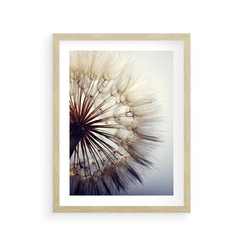 Plakat w ramie 40x50 - Makro piękno dmuchawca - makro, dmuchawiec - rama drewno