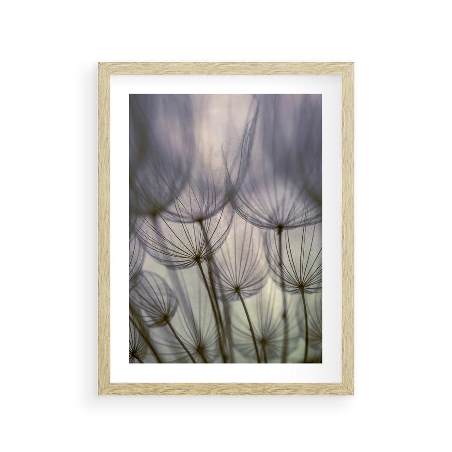 Plakat w ramie 30x40 - Makro dmuchawiec - piękno drobnych detali - dmuchawce, makro - rama drewno