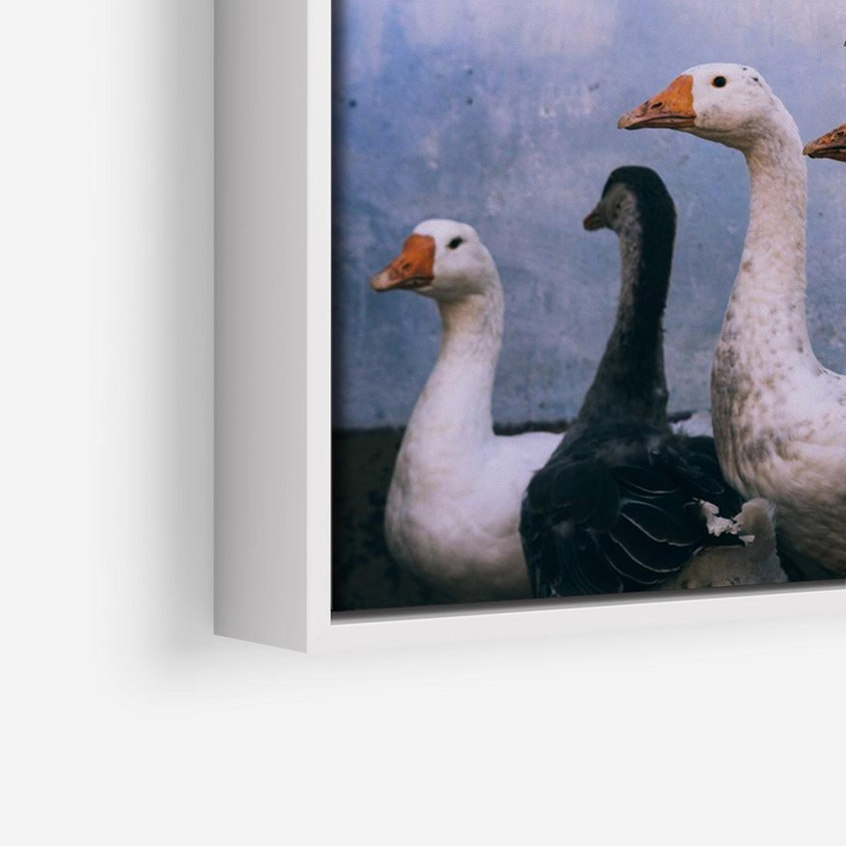 Obraz w ramie 120x80 - Spotkanie Wśród Piór - uchwycony moment, fotografia - rama biała