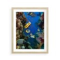 Plakat w ramie 40x50 - Podwodne królestwo rafy koralowej - rafa, koralowa - rama drewno