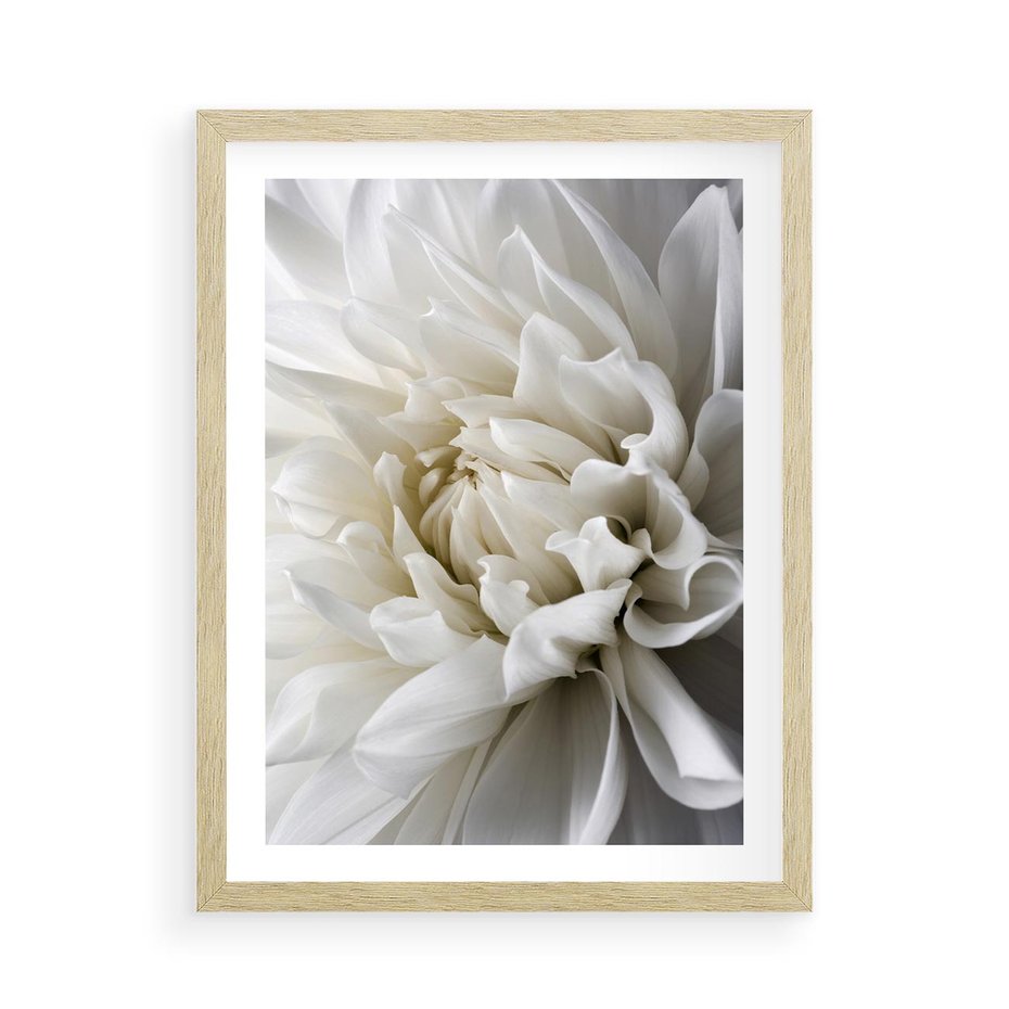Plakat w ramie 50x70 - Białe Kwiaty Delikatności - białe, kwiaty - rama drewno