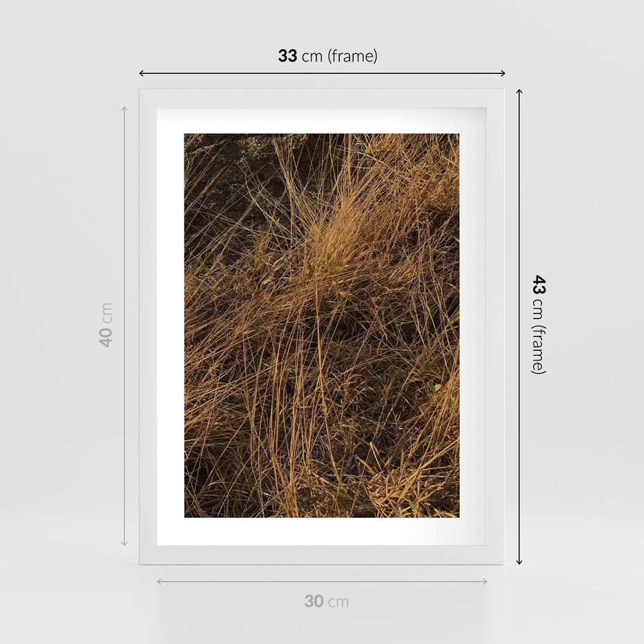 Plakat w ramie 30x40 - Szlachetna Suchość Traw - trawy, suche trawy - rama biała