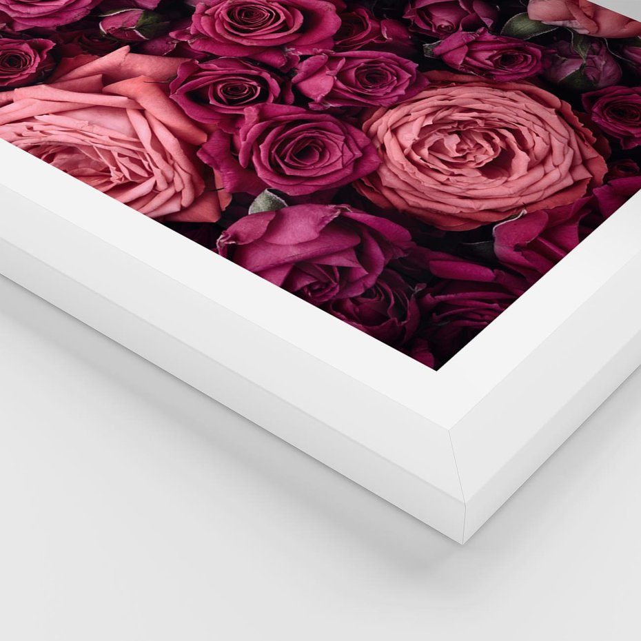 Plakat w ramie 40x50 - Róże - piękno kwiatów - róże, kwiaty - rama biała