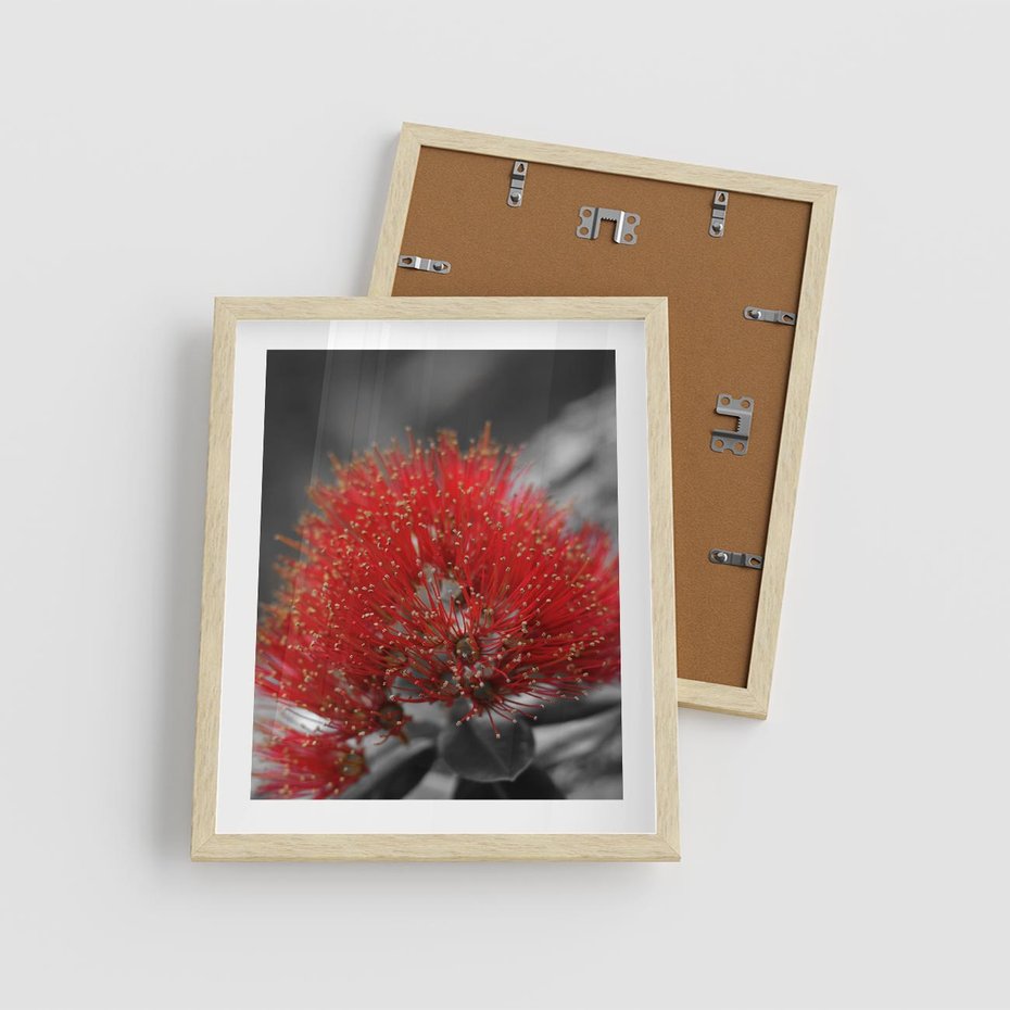 Plakat w ramie 40x50 - Ukwiał na rafie koralowej - ukwiał, rafa - rama drewno