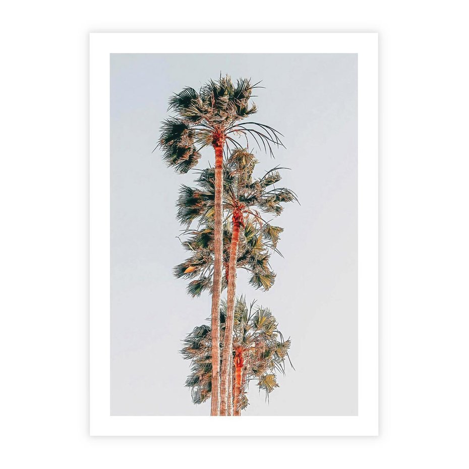 Plakat bez ramy 30x40 - Kształty Palm - palmy, zdjęcie