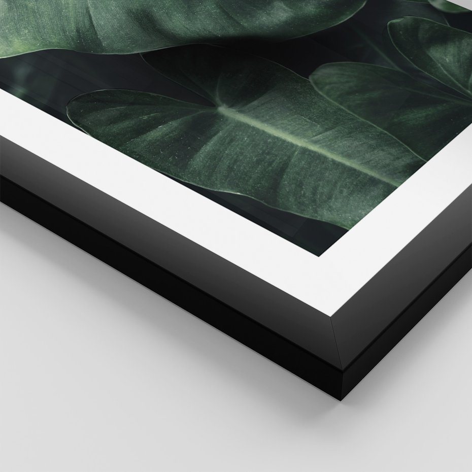 Zestaw obrazy w ramie 50x70 galeria - Monstera, liście, tło, tropikalne - rama czarna