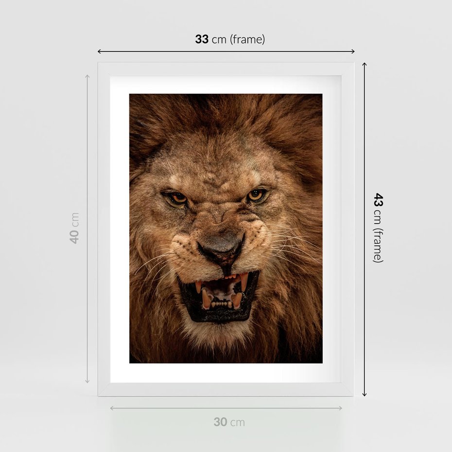 Plakat w ramie 30x40 - Władca Sawanny - lew, sawanna - rama biała