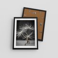 Plakat w ramie 30x40 - Delikatność dmuchawców zbliżenie - dmuchawce, zbliżenie - rama czarna