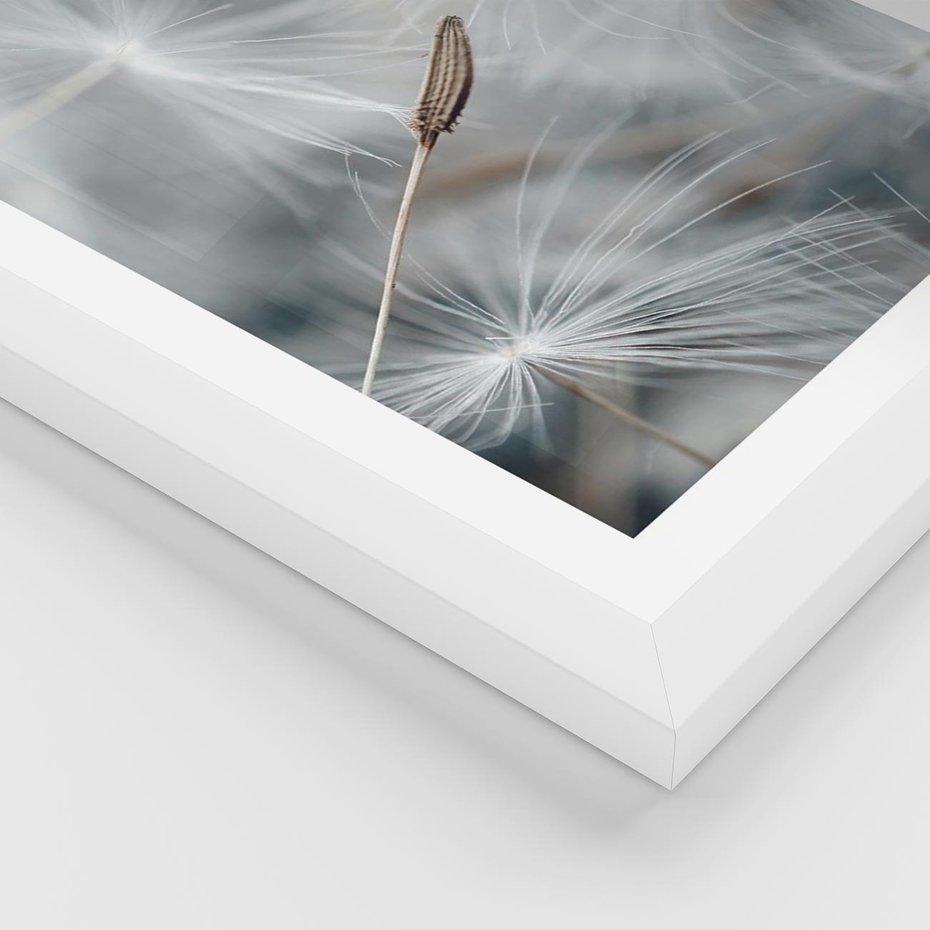 Plakat w ramie 40x50 - Piękno w Delikatności - dmuchawiec, makro zdjęcie - rama biała
