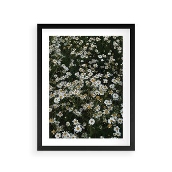 Plakat w ramie 40x50 - Stokrotkowa Idylla na Łące - łąka, stokrotki - rama czarna