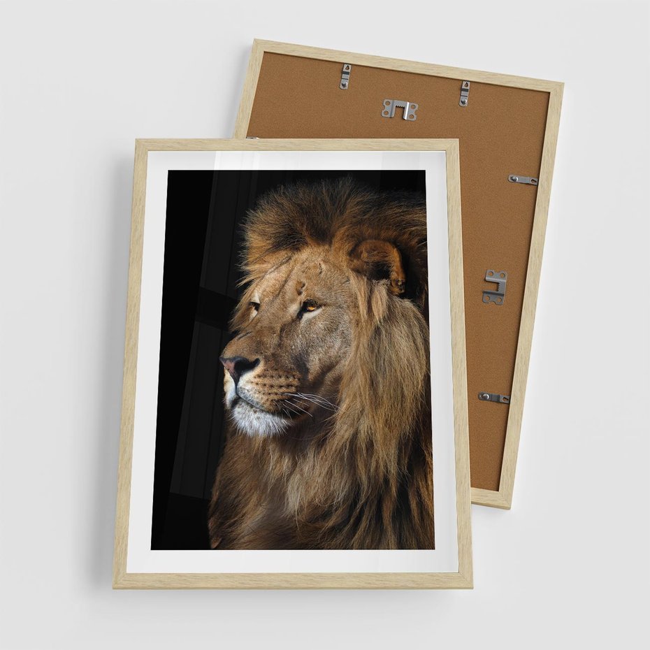 Plakat w ramie 50x70 - Władca Dzikiej Przyrody - lew, król - rama drewno