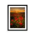 Plakat w ramie 30x40 - Maki przy zachodzie słońca - maki, zachód - rama czarna