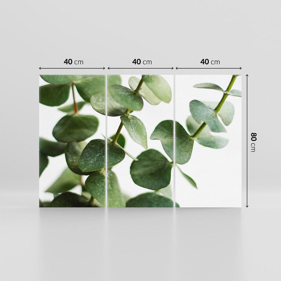 Obraz na płótnie 120x80 - Zielone eukaliptusy - eukaliptus, liście