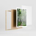 Plakat w ramie 50x70 - Magia lasu pełnego brzóz - las, brzozy - rama drewno