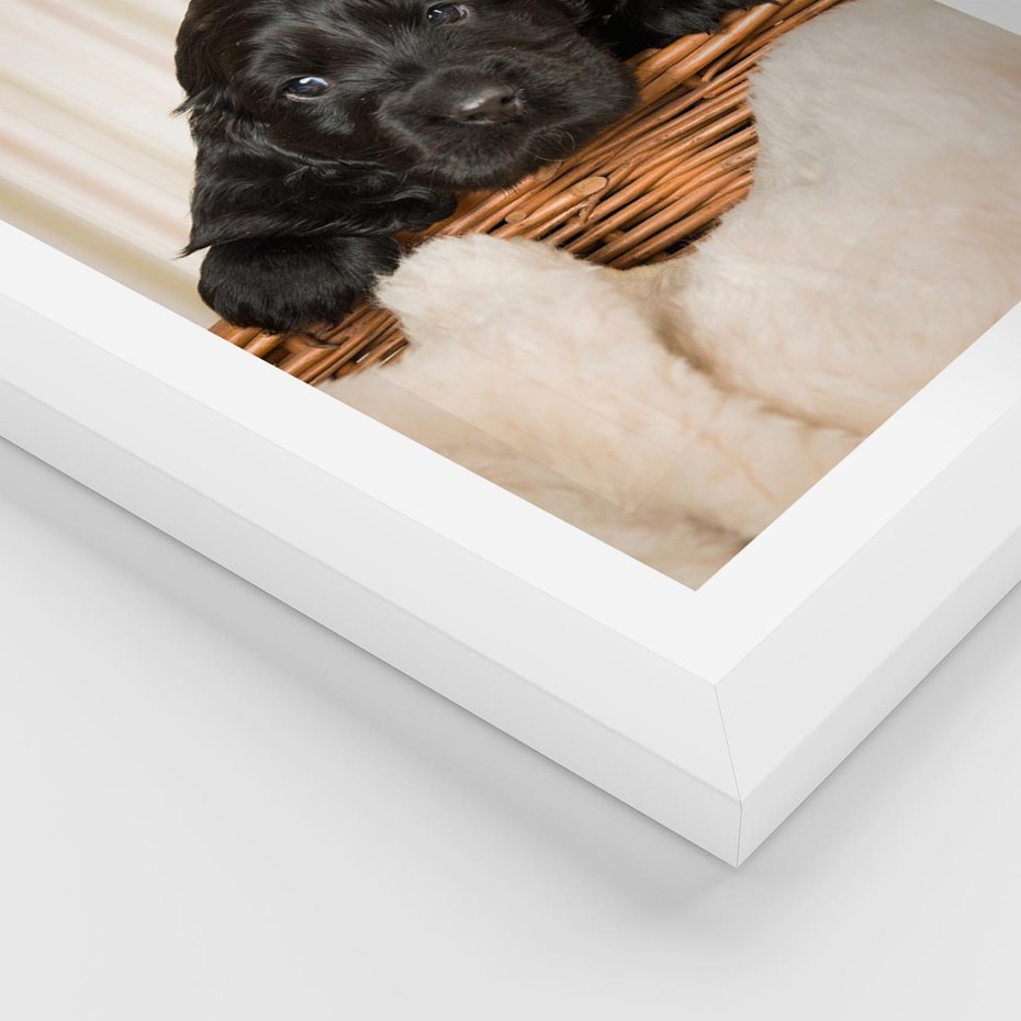 Plakat w ramie 40x50 - Uroczy szczeniak w akcji - piesek, szczeniak - rama biała