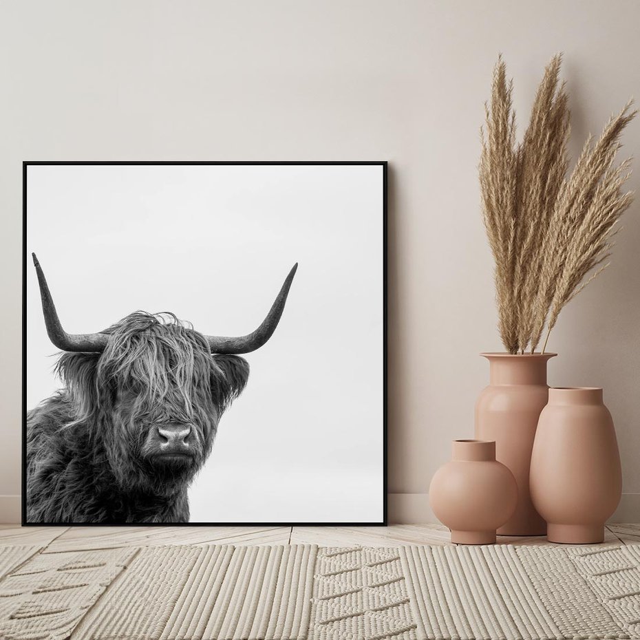 Obraz w ramie 50x50 - Moc i Spokój - amerykańskie bydło, byk - rama czarna