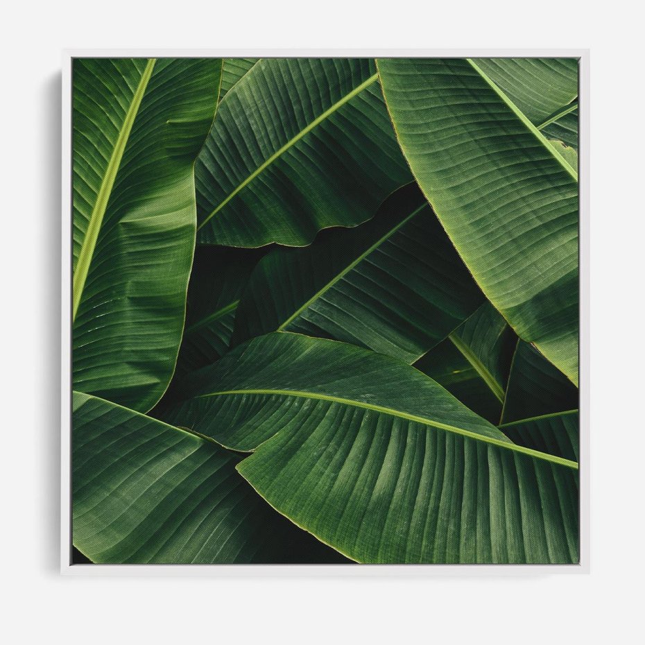 Obraz w ramie 50x50 - Zaklęta roślinna ekspresja - liście bananowca, gęsto ułożone - rama biała
