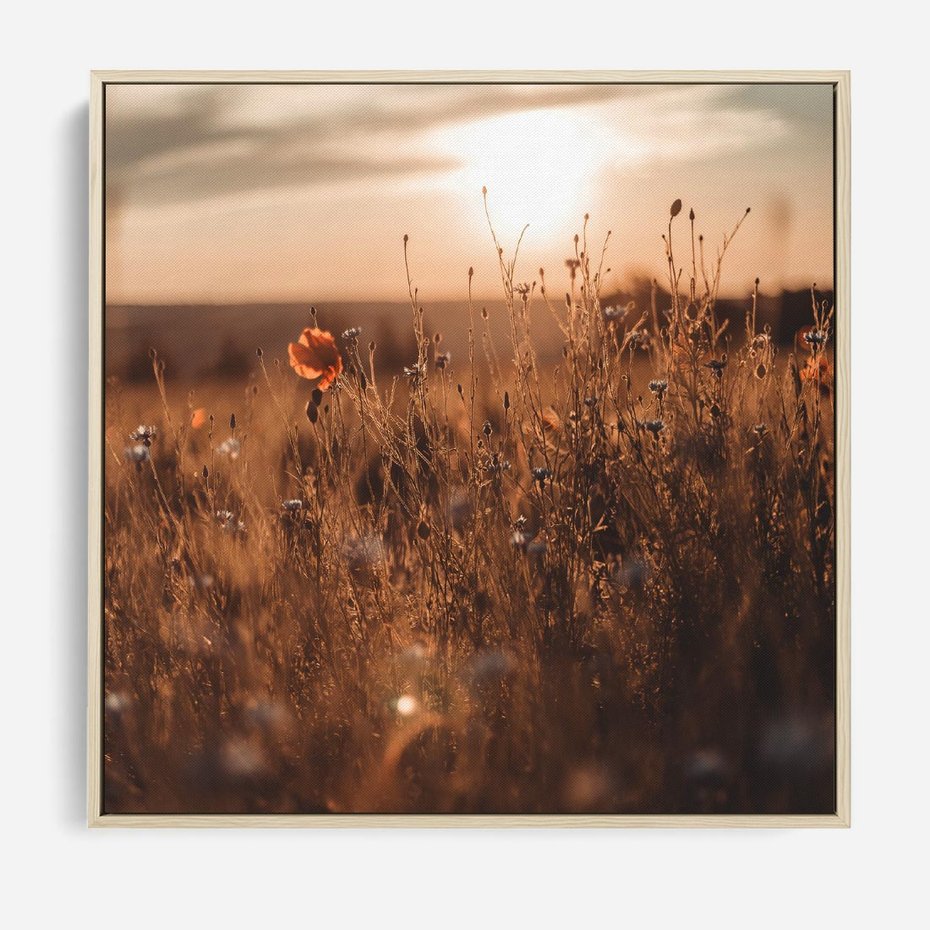 Obraz w ramie 80x80 - Zachwyt zachodem słońca na łące - zachód, słońca - rama drewno