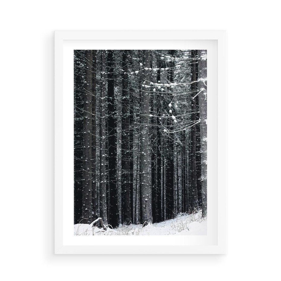Plakat w ramie 50x70 - Leśna Cisza: Malowniczy Pejzaż Zimą - las zimą, ośnieżone pnie drzew - rama biała