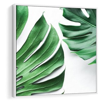 Obraz w ramie 50x50 - Monstera - Liście Kwiaty - monstera, liście - rama biała