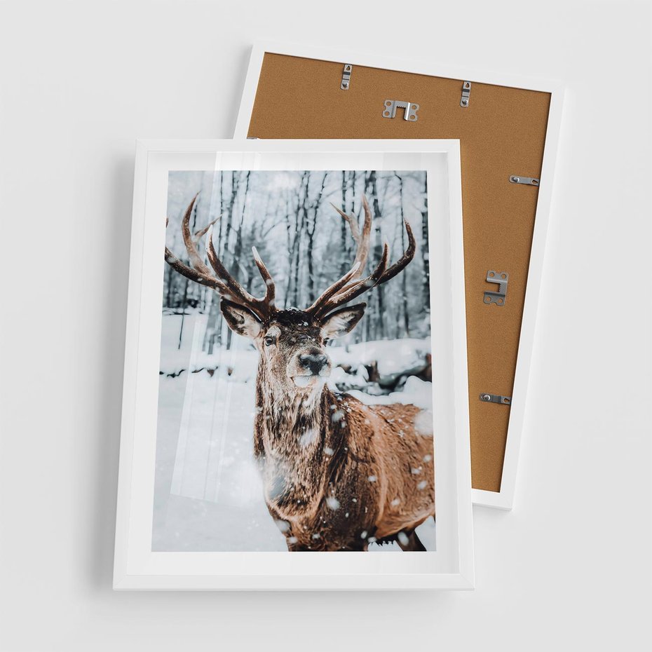 Plakat w ramie 50x70 - Jeleń na Zdjęciu pod Śniegiem - jeleń, zima - rama biała