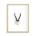 Plakat w ramie 50x70 - Minimalistyczne Poroże Jelenia - poroże jelenia na ścianie, minimalizm - rama drewno