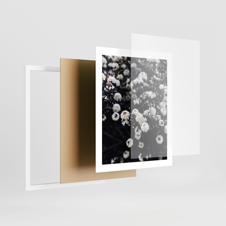 Plakat w ramie 40x50 - Białe Kwiaty na Kwitnącym Krzewie - białe kwiaty, kwitnący krzew - rama biała